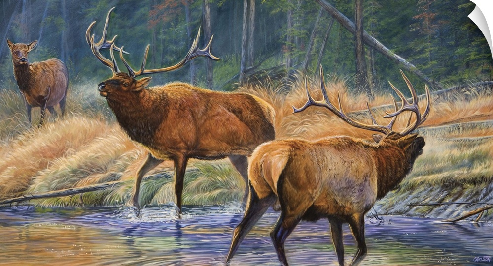 two male elk challenging for female