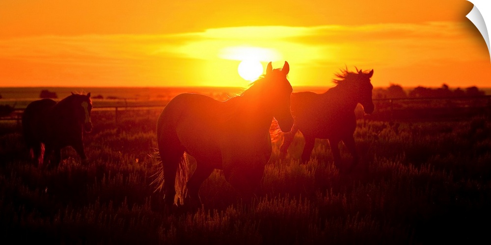 3 horses running in the sunset