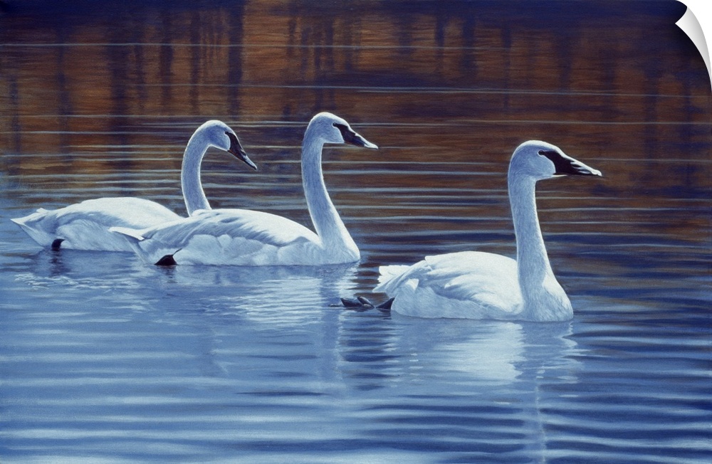 Three trumpeter swans swimming through the water.