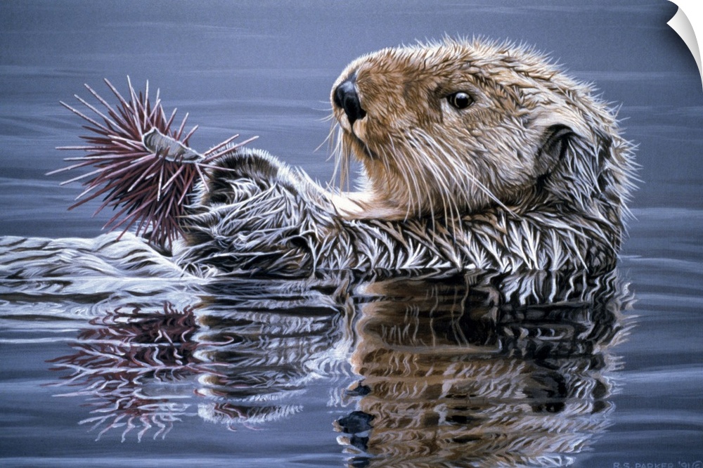 A sea otter swimming with an urchin.