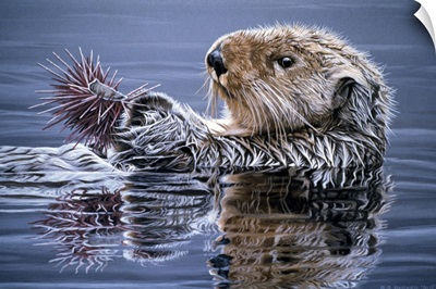 Sea Otter With Urchin
