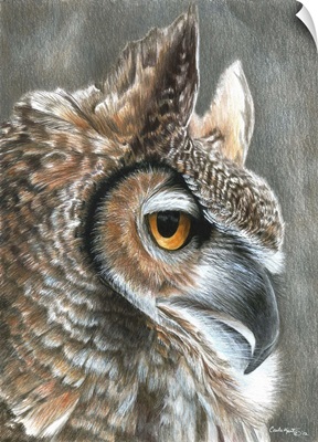 Sepia Owl