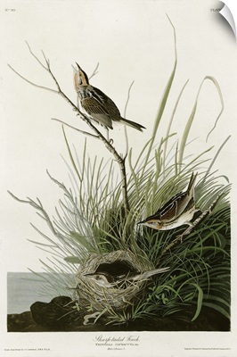 Sharp Tailed Finch