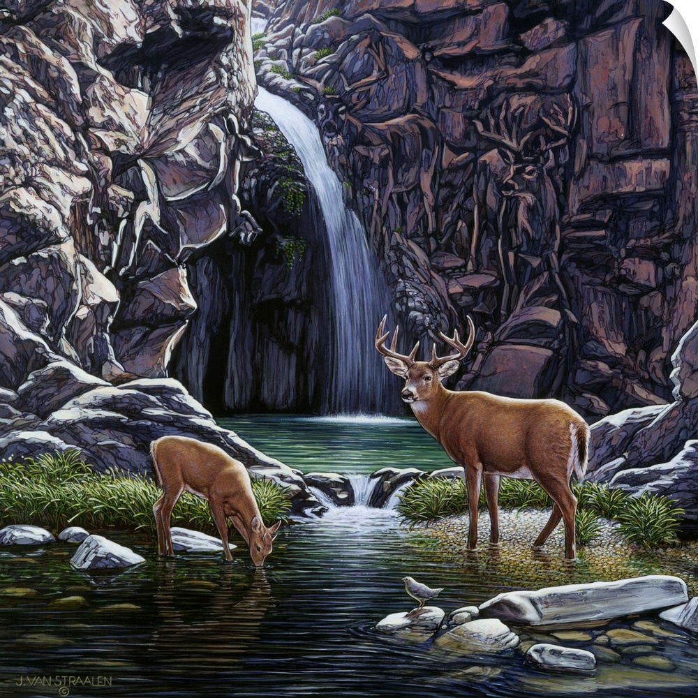 Deer drinking from a stream.