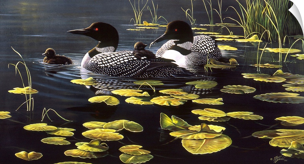 Loon family among the lily pads on a pond.