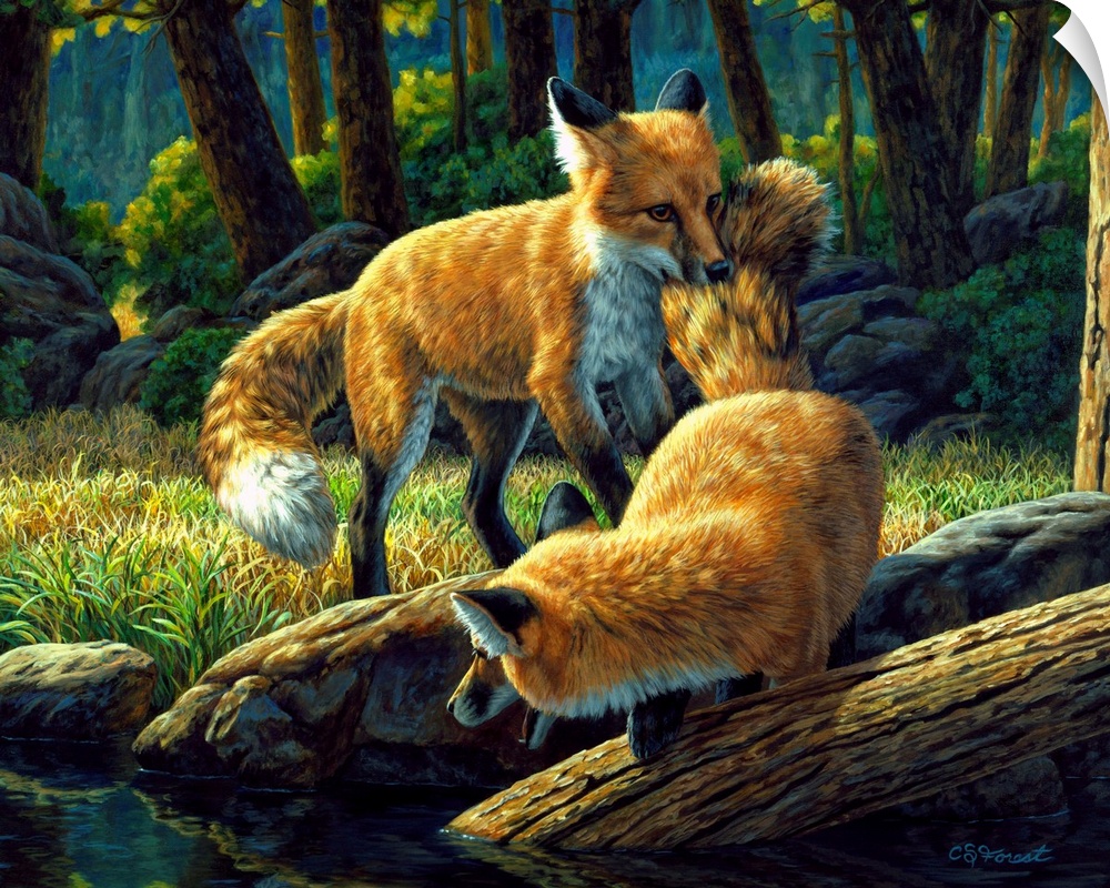 foxes playing in the woods