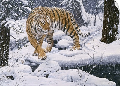 Silent Hunter- Siberian Tiger