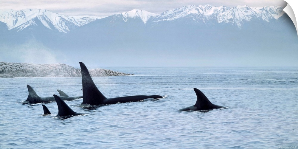 A group of whales travel through the water, the lands around them covered with snow.