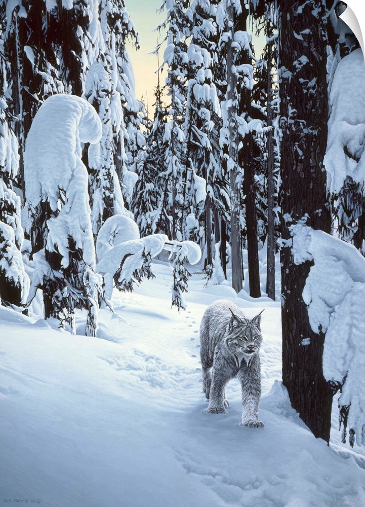 A bobcat walking through the winter woods.