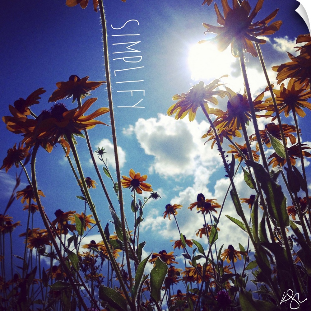 Motivational text against background photograph of a worms eye view of flowers and sky.