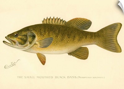 Small Mouthed Black Bass