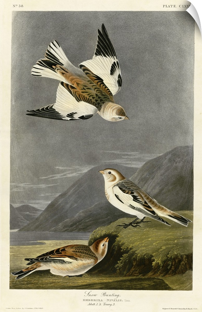 Audubon Birds, Snow Bunting