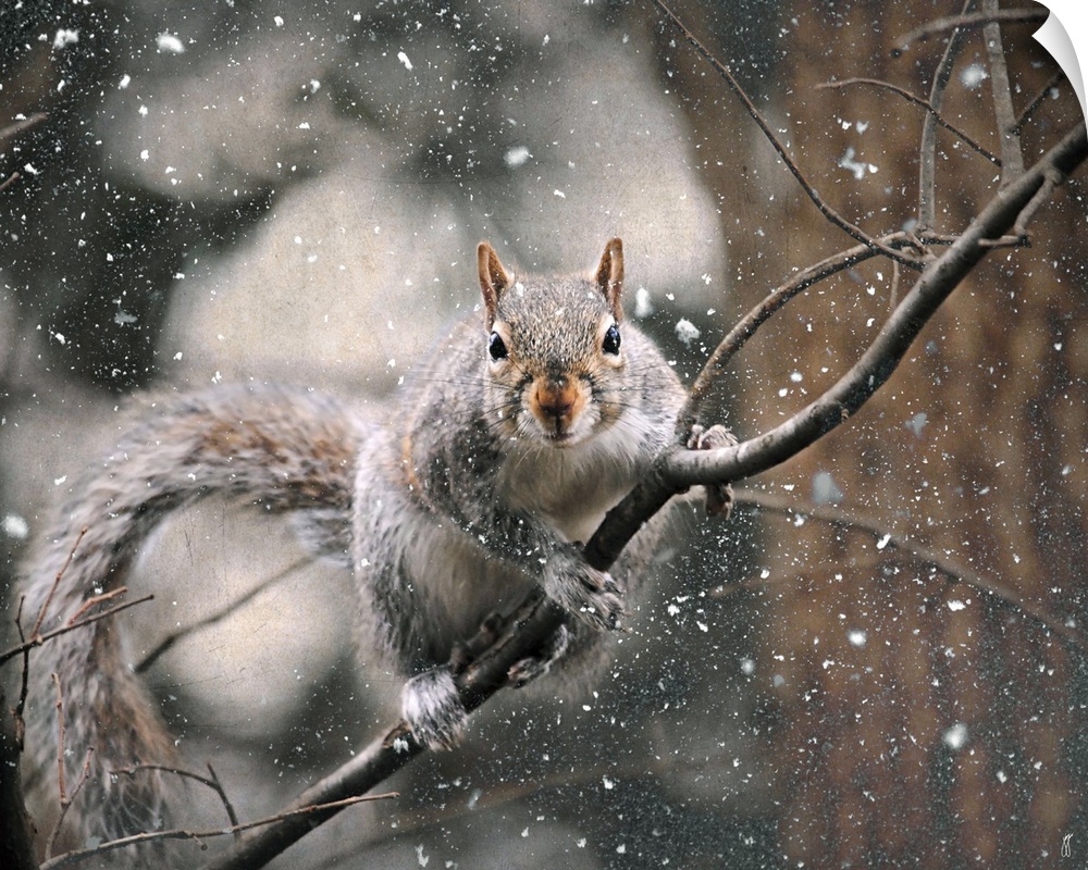 A small brown squirrel on a thin branch in the winter.