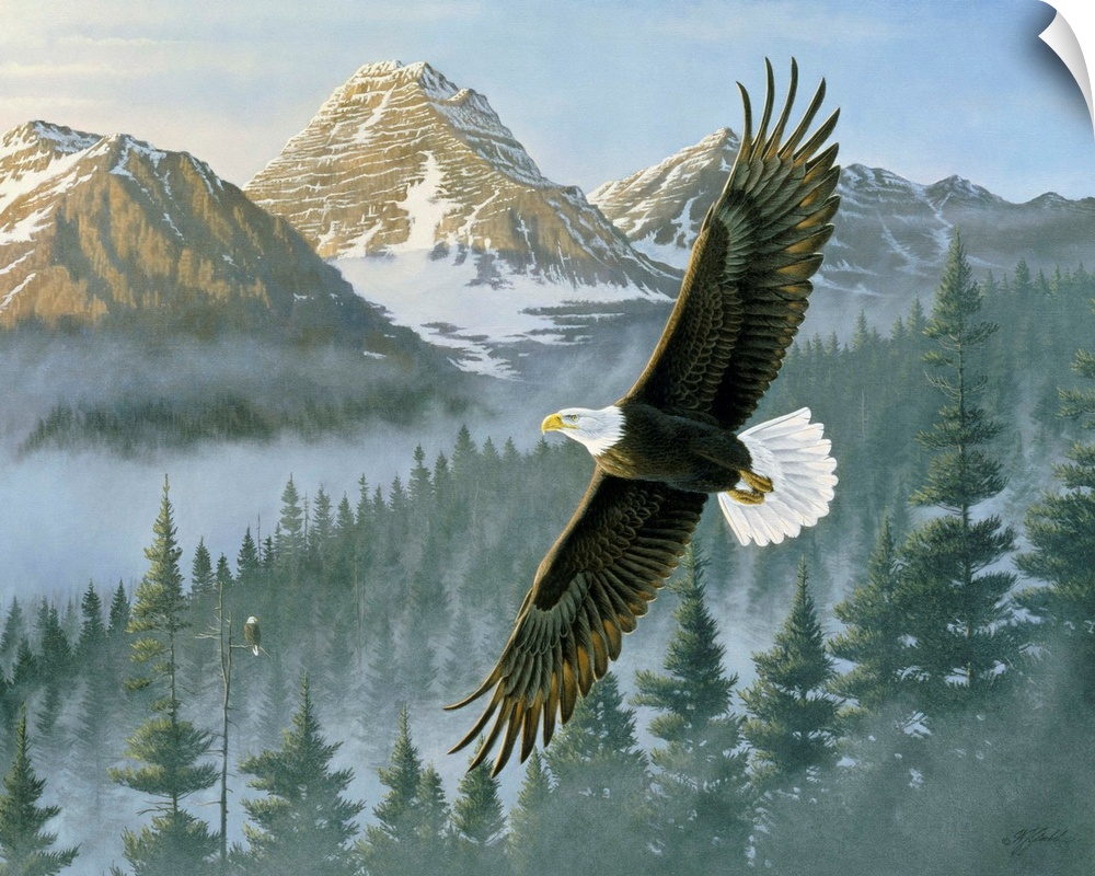 An eagle soars above a winter forest.