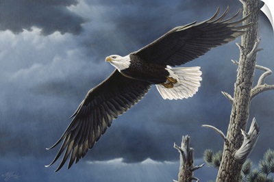 Awakening-Bald Eagle Gallery Wrapped Canvas – Wild Wings