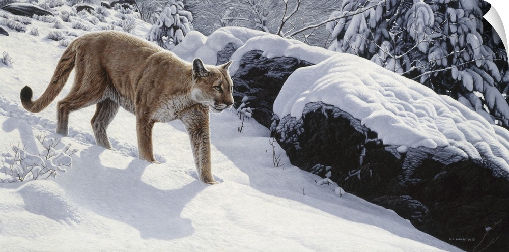 A cougar creeping in the snowy woods.