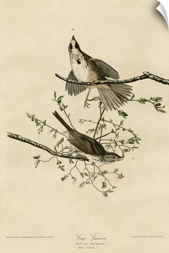 Audubon Birds, Song Sparrow