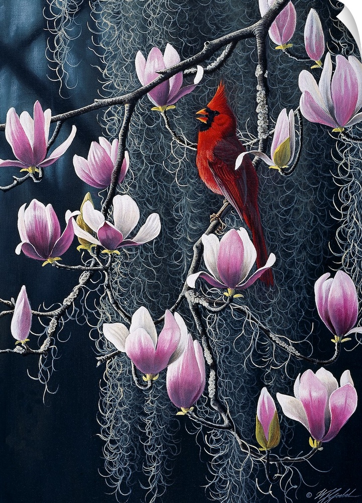 Cardinal in magnolia tree