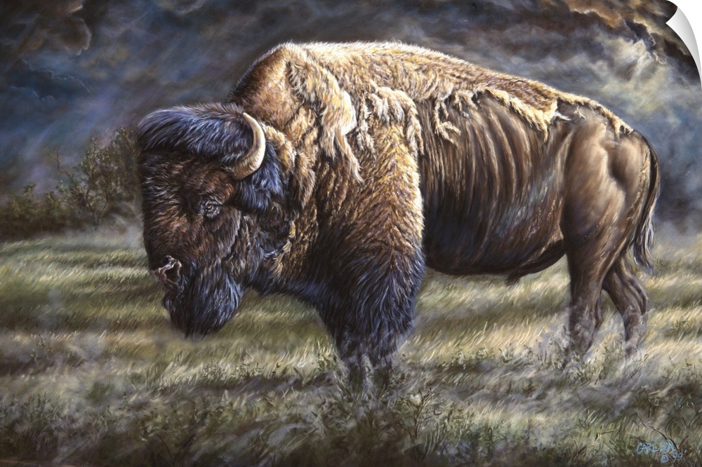bison on western plain