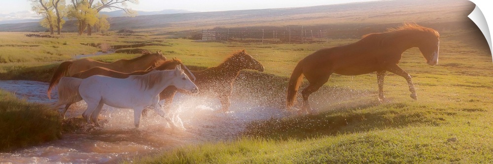 Photograph of horses crossing a river in the middle of a field at sunset.