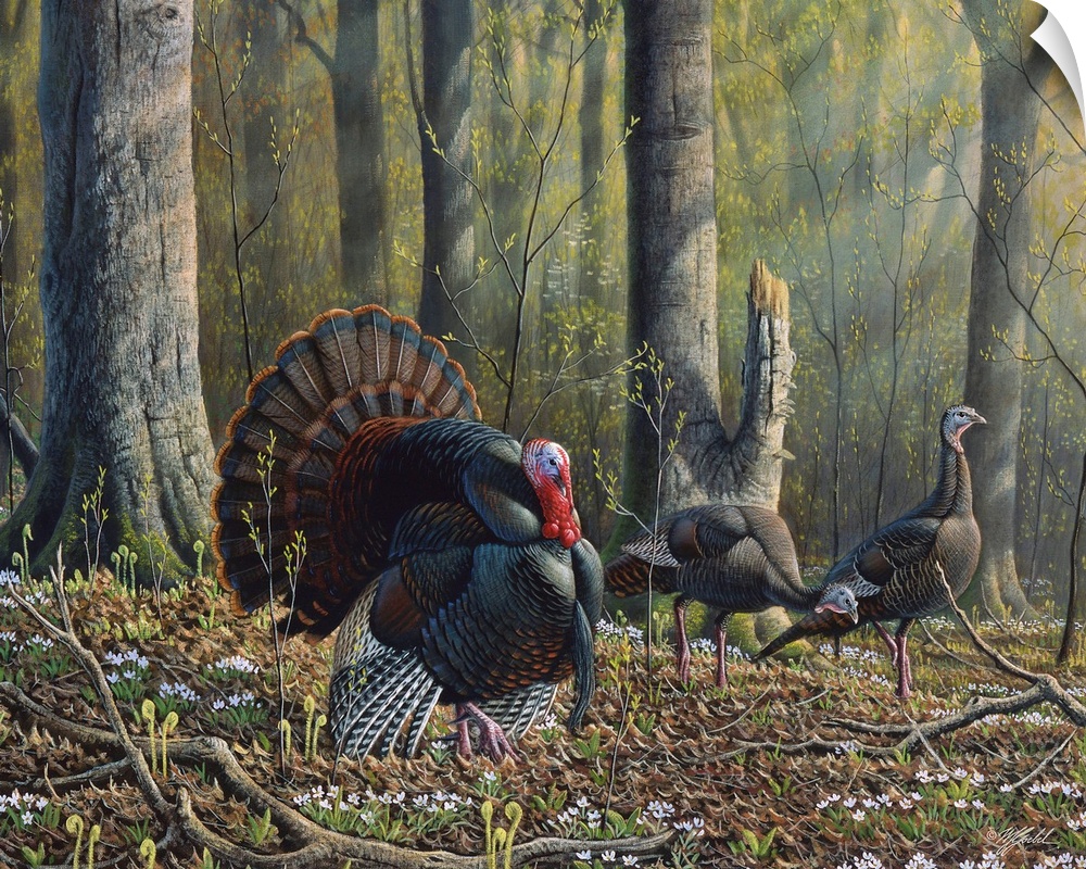 Three wild turkeys, one male, walk through the forest.