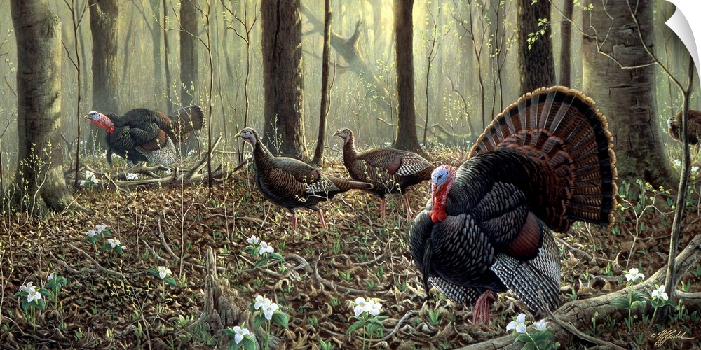 Flock of turkeys in the forest.