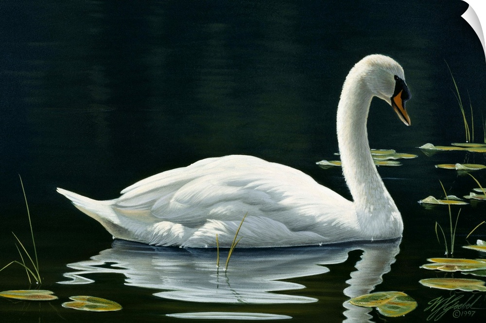 Swan swimming on still water.