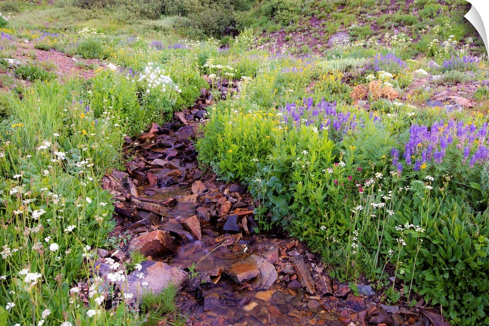Photograph of a small rocky creek surrounded with wildflowers.