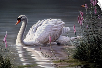 Summer Idyll - Mute Swan