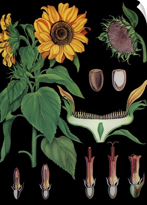 Sunflower - Botanical Illustration