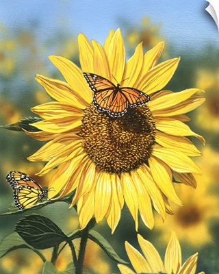 Sunflower, Butterflies