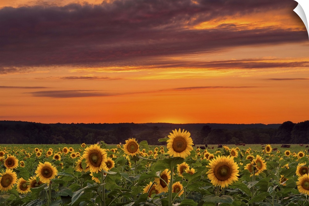 Photograph of a vast field filled with sunflowers, under a sunset illuminated sky.