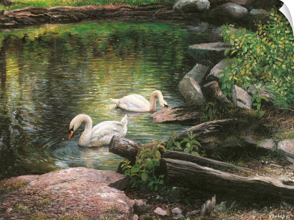 Contemporary artwork of two swans swimming in a pond.