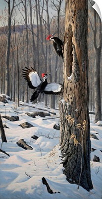 Swooping In - Pileated Woodpeckers