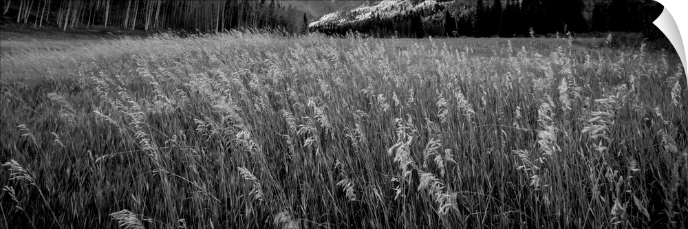 Black and white photograph of tall grass in a valley.