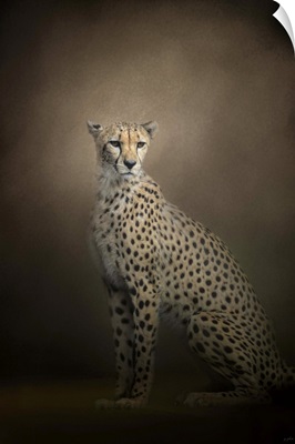The Elegant Cheetah