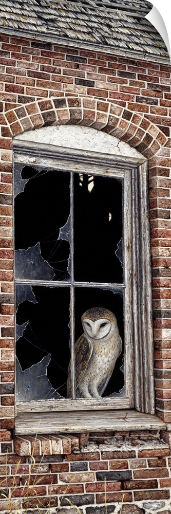 an owl perched in a window pane with the glass broken out of it in a brick building