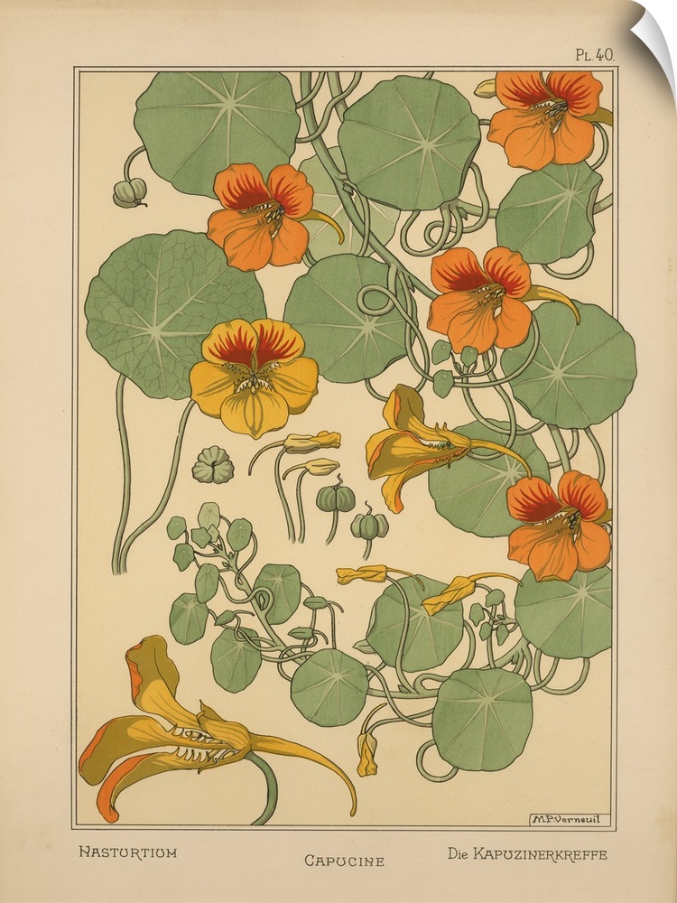 La Plante et ses applications ornementales, Eugene Grasset, Plate 40 - Nasturtium