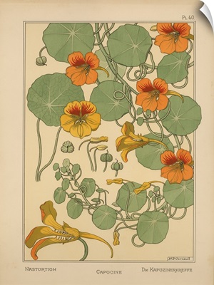 The Plant and its Ornamental Applications, Plate 40 - Nasturtium