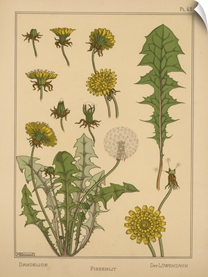 The Plant and its Ornamental Applications, Plate 43 - Dandelion
