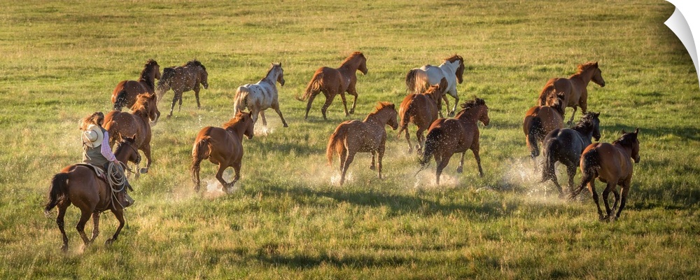 Photograph of a cowgirl with a lasso herding horses through a field.