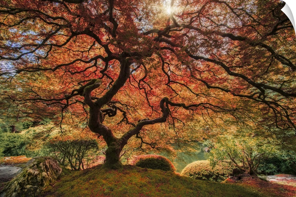 An artistic photograph of an old Japanese maple tree in autumn foliage in a zen garden.