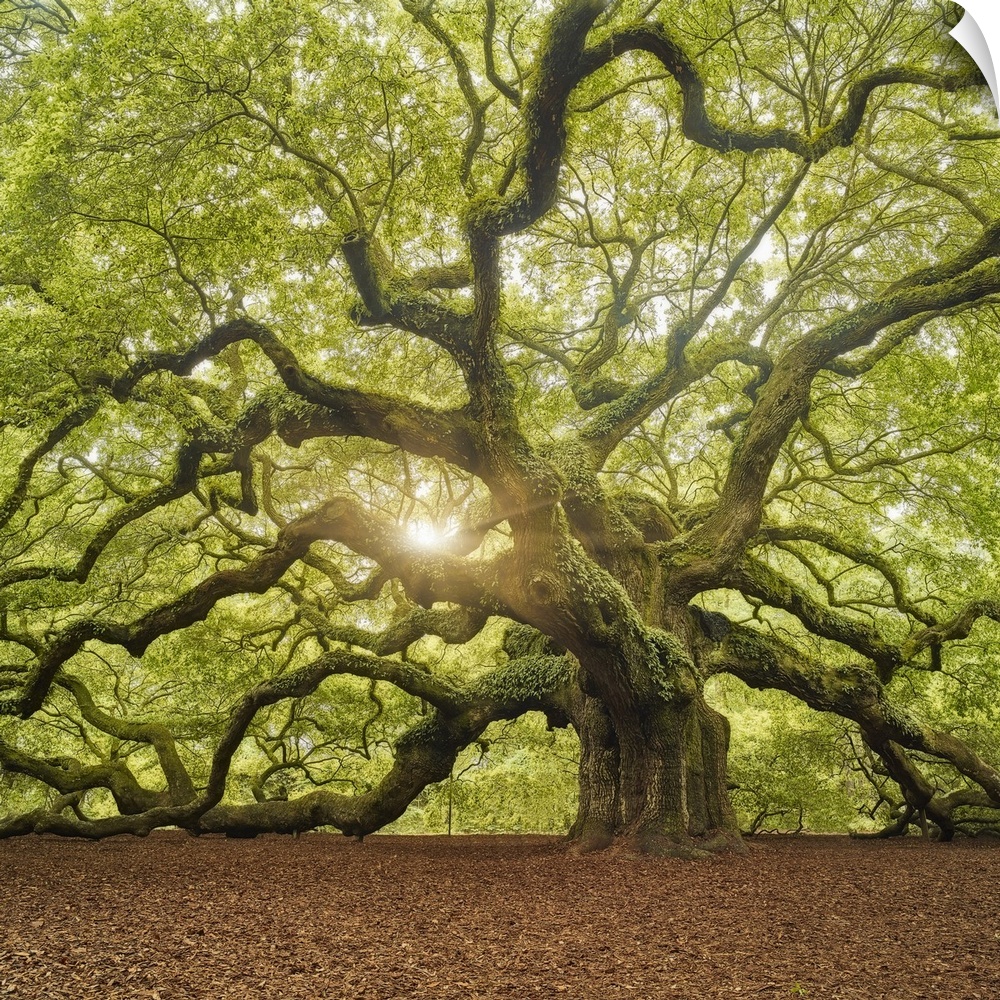 An artistic photograph of a large old gnarled tree with bright green foliage and large limbs.