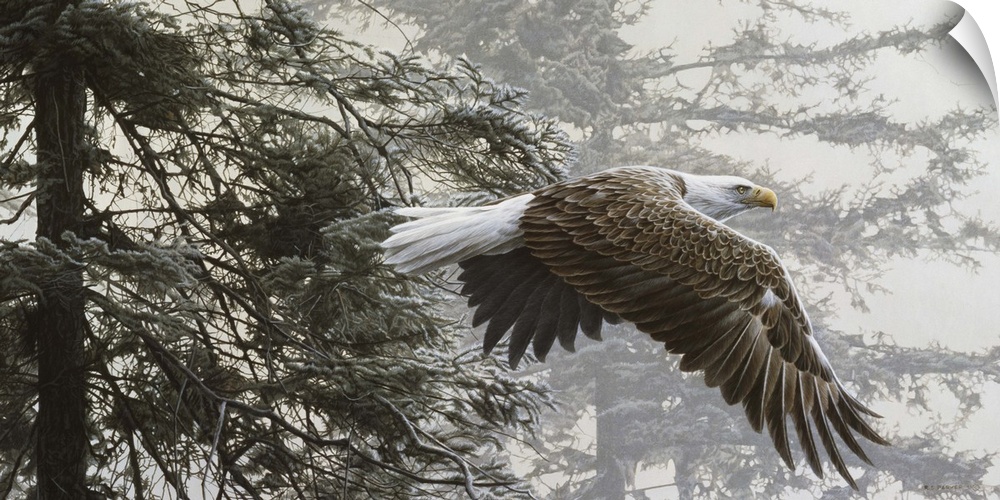 An eagle flies through a group of trees, into the misty morning.