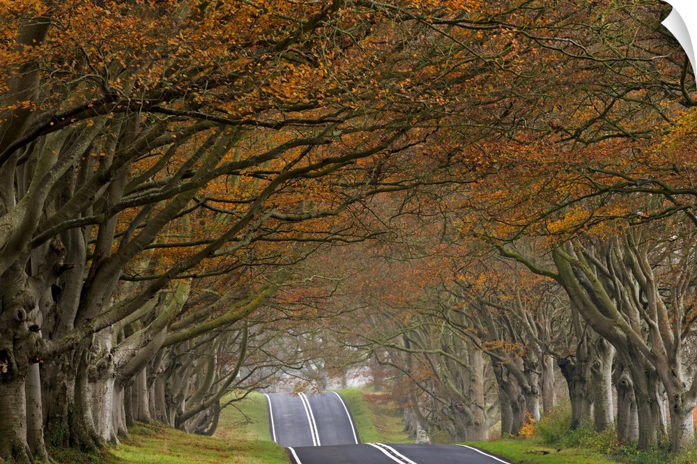 A road cutting through a forest of trees in fall colors.