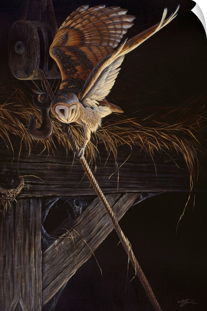 Barn owl landing on a rope that is hanging in a barn.