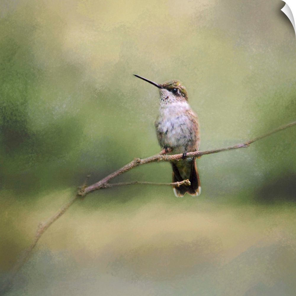 A small hummingbird perches on a thin twig.