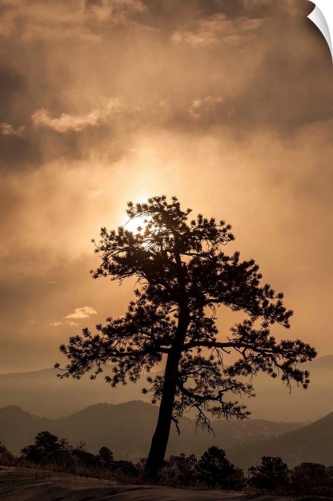 A photograph of a silhouetted tree against a sunset.
