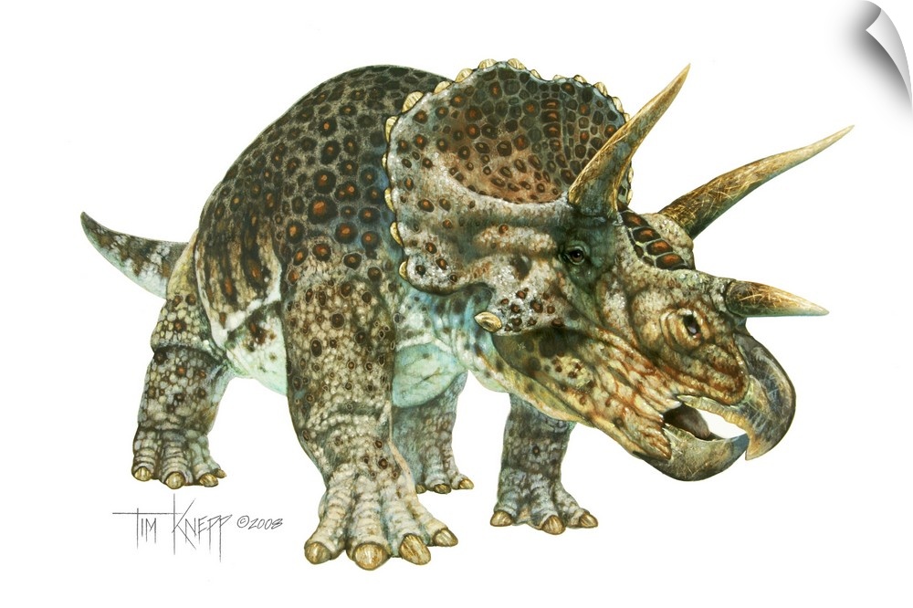 Triceratops, dinosaur