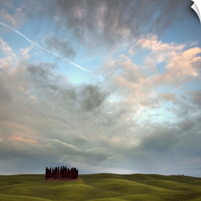 Tuscany VIII - a stand of Cypress trees in front of a bright sky